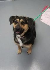 Beagle-German Shepherd Dog Mix Dogs for adoption in Mission, KS, USA