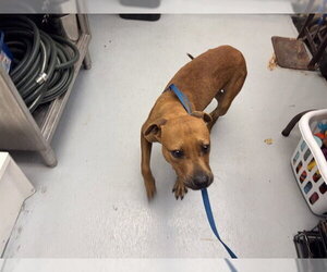 American Pit Bull Terrier-Unknown Mix Dogs for adoption in Berkeley , CA, USA
