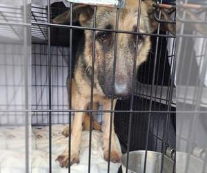 German Shepherd Dog Dogs for adoption in Boonton, NJ, USA