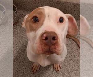American Pit Bull Terrier Dogs for adoption in Houston, TX, USA