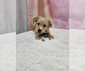 Dachshund-Unknown Mix Dogs for adoption in Metairie, LA, USA