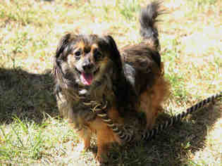 Dachshund Dogs for adoption in Fremont, CA, USA