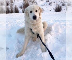 Great Pyrenees Dogs for adoption in Winter Park, CO, USA
