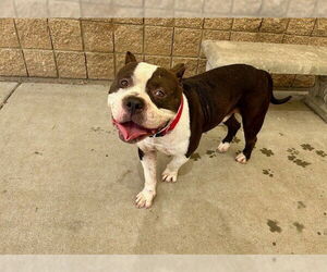 American Pit Bull Terrier-Unknown Mix Dogs for adoption in Tulsa, OK, USA