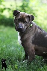 American Pit Bull Terrier-Labrador Retriever Mix Dogs for adoption in Perry, NY, USA
