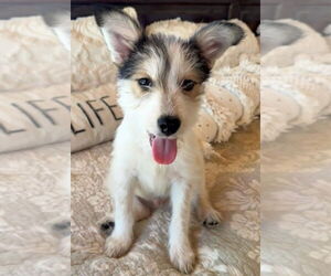 Mutt Dogs for adoption in Lakewood, CO, USA