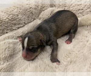 Mutt Dogs for adoption in Corona, CA, USA