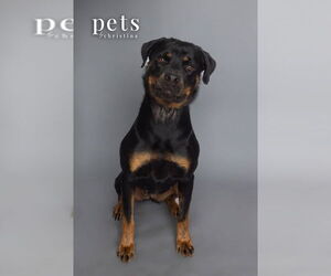 Rottweiler Dogs for adoption in Foristell, MO, USA