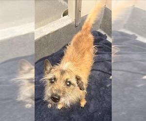 Mutt Dogs for adoption in San Antonio, TX, USA