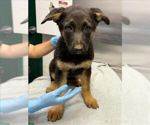 German Shepherd Dog Dogs for adoption in Woodland, CA, USA