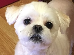 Shih Tzu Dogs for adoption in League City, TX, USA