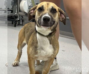 Dachshund-Unknown Mix Dogs for adoption in Washington, DC, USA