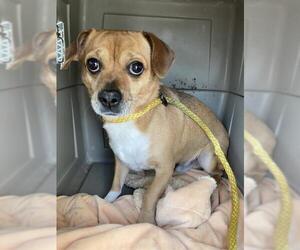 Chihuahua Dogs for adoption in Bakersfield, CA, USA