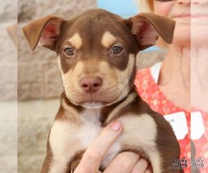 Mutt Dogs for adoption in Washington, DC, USA