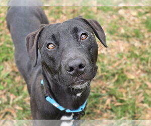 Labrador Retriever-Unknown Mix Dogs for adoption in Millersville, MD, USA