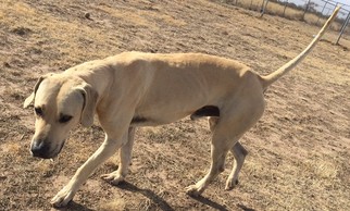 Black Mouth Cur Dogs for adoption in Amarillo, TX, USA