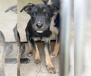 Mutt Dogs for adoption in Oklahoma City, OK, USA