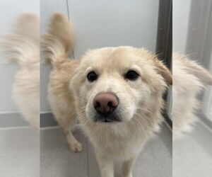 Retriever -Unknown Mix Dogs for adoption in Agoura Hills, CA, USA