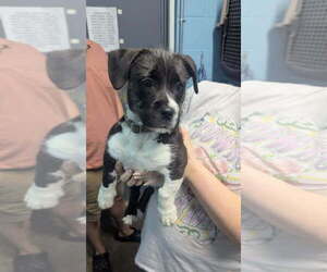 Mutt Dogs for adoption in Evansville, IN, USA