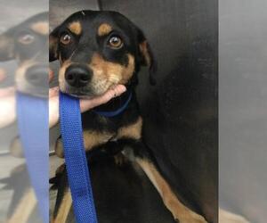 Chihuahua-Unknown Mix Dogs for adoption in Riverside, CA, USA