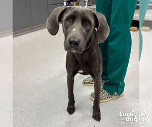 Retriever -Weimaraner Mix Dogs for adoption in Washington, DC, USA