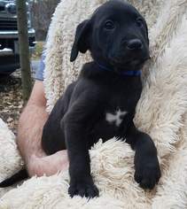 Labmaraner Dogs for adoption in Kohler, WI, USA