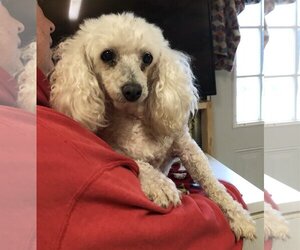 Poodle (Miniature)-Unknown Mix Dogs for adoption in Tracy City, TN, USA