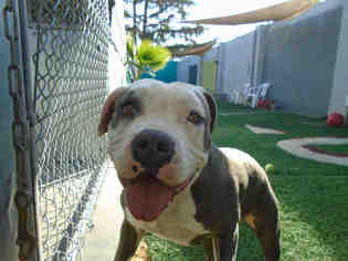 American Staffordshire Terrier Dogs for adoption in Stockton, CA, USA
