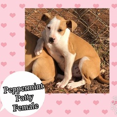 Medium Photo #1 Beagle Puppy For Sale in Southampton, NY, USA