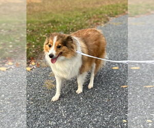 Mutt Dogs for adoption in Gibbstown, NJ, USA