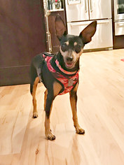 Miniature Pinscher Dogs for adoption in Spring Lake, NJ, USA