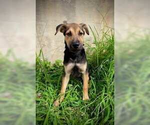 German Shepherd Dog-Huskies  Mix Dogs for adoption in Pleasanton, TX, USA