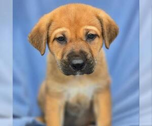 Labrador Retriever-Unknown Mix Dogs for adoption in San Diego, CA, USA