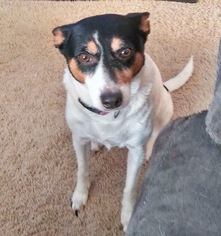 Rat Terrier Dogs for adoption in Lansing, MI, USA