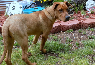 Labrador Retriever-Redbone Coonhound Mix Dogs for adoption in York, SC, USA