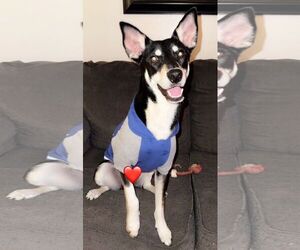 Australian Kelpie-Unknown Mix Dogs for adoption in Shillington, PA, USA