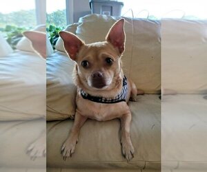 Chihuahua Dogs for adoption in Springfield, VA, USA