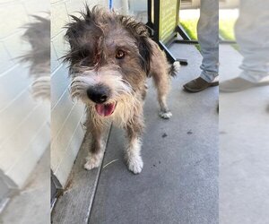 Mutt Dogs for adoption in Stockton, CA, USA