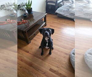 Mutt Dogs for adoption in Thomasville, NC, USA