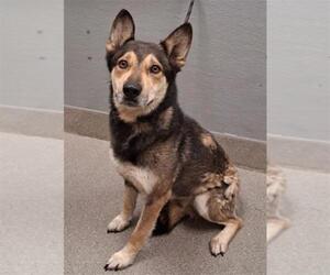 German Shepherd Dog-Unknown Mix Dogs for adoption in Las Vegas, NV, USA