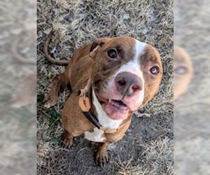 American Pit Bull Terrier-Unknown Mix Dogs for adoption in Pueblo, CO, USA