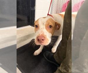 American Pit Bull Terrier-Unknown Mix Dogs for adoption in Temple, TX, USA