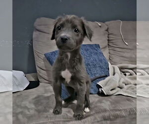 Mutt Dogs for adoption in Fargo, ND, USA