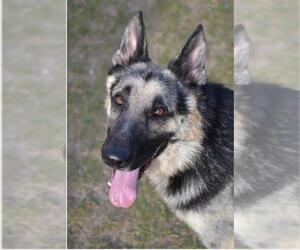 German Shepherd Dog Dogs for adoption in The Woodlands , TX, USA