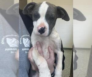 American Pit Bull Terrier-Unknown Mix Dogs for adoption in Salisbury, NC, USA