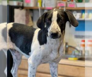 Lab-Pointer Dogs for adoption in Redmond, WA, USA