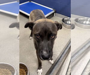 Mountain Cur-Unknown Mix Dogs for adoption in Sterling, MA, USA