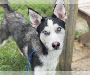 - Mix Dogs for adoption in Tulsa, OK, USA