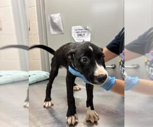 Australian Shepherd-Unknown Mix Dogs for adoption in Oklahoma City, OK, USA