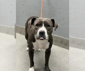 American Pit Bull Terrier-Unknown Mix Dogs for adoption in Las Vegas, NV, USA